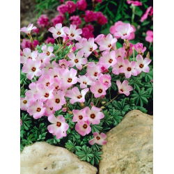 Szczawik chilijski - Oxalis Adenophylla - duża paczka! - 50 szt.