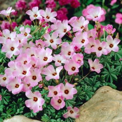 Szczawik chilijski - Oxalis Adenophylla - duża paczka! - 50 szt.