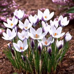 Krokus Lady Killer i Orange Monarch - mix - 10 szt.