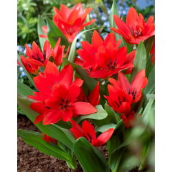 Tulipan botaniczny - Tubergen's Variety - 5 cebulek