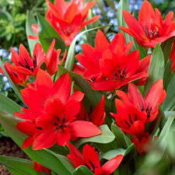 Tulipan botaniczny - Tubergen's Variety - 5 cebulek