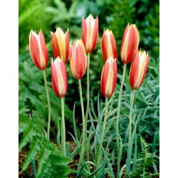 Tulipan botaniczny - Cynthia - GIGA paczka! - 250 szt.