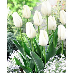 Tulipan Hakuun - mieszaniec Darwina - 5 cebulek