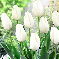 Tulipan Hakuun - mieszaniec Darwina - 5 cebulek