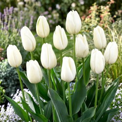 Tulipan Hakuun - mieszaniec Darwina - 5 cebulek