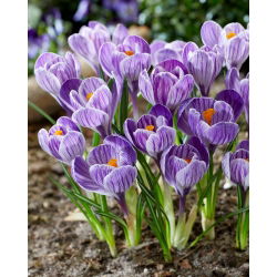 Krokus King of the Striped - 10 szt.