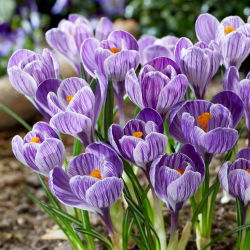 Krokus King of the Striped - duża paczka! - 200 szt.
