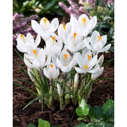 Krokus Jeanne d'Arc - duża paczka! - 200 szt.