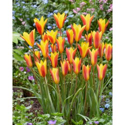 Tulipan Chrysantha - opak. 5 szt.