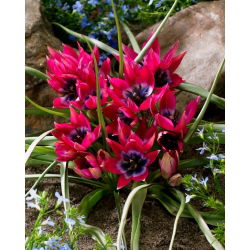 Tulipan Little Beauty - duża paczka! - 50 szt.