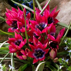 Tulipan Little Beauty - GIGA paczka! - 250 szt.