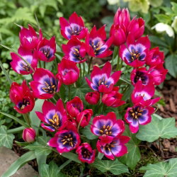 Tulipan Little Beauty - duża paczka! - 50 szt.