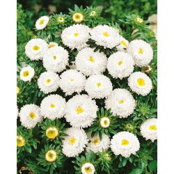 Aster chiński pomponowy biały - 500 nasion