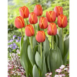 Tulipan Ad Rem - 5 szt.