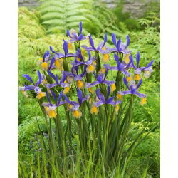 Irys holenderski - Miss Saigon - 10 szt.
