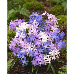 Śnieżnik lśniący mix - Chionodoxa luciliae mix - 10 szt.