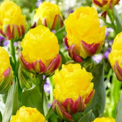 Tulipan Ice Cream Banana - duża paczka! - 25 szt.