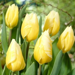 Tulipan Sweetheart - 5 szt.