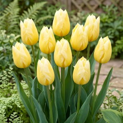 Tulipan Sweetheart - 5 szt.