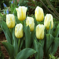 Tulipan Calgary Flames - 5 szt.