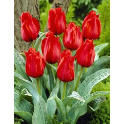 Tulipan Julius Caesar - 5 szt.