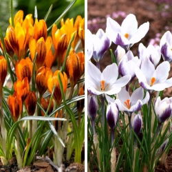 Krokus Lady Killer i Orange Monarch - mix - 10 szt.
