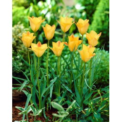Tulipan Batalinii Bronze Charm - 5 szt.