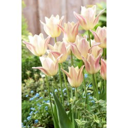 Tulipan Elegant Lady - 5 szt.