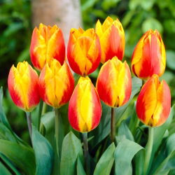 Tulipan Flair - 5 szt.