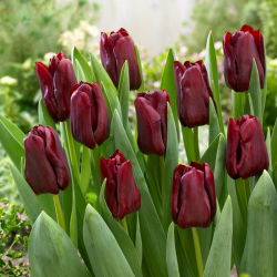 Tulipan Mascara - 5 szt.