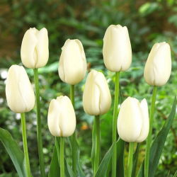 Tulipan Maureen - 5 szt.