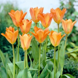 Tulipan Orange Emperor - 5 szt.