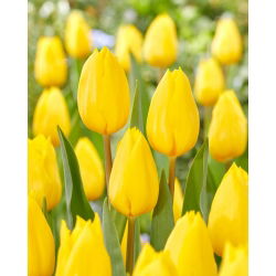 Tulipan Strong Gold - 5 szt.