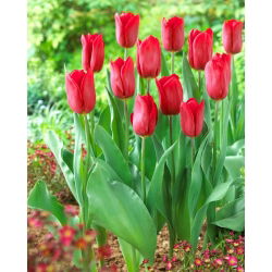 Tulipan Strong Love - 5 szt.