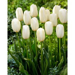 Tulipan Catharina - duża paczka! - 50 szt.