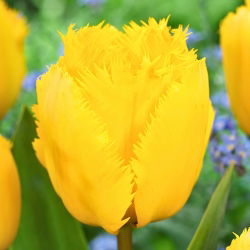 Tulipan Crystal Star - 5 szt.