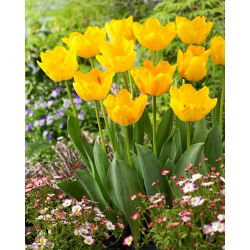 Tulipan Crystal Star - 5 szt.