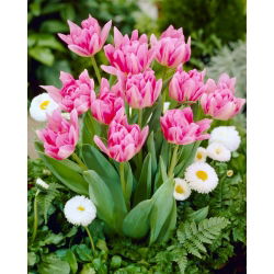 Tulipan Peach Blossom - 5 szt.