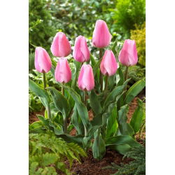 Tulipan Synaeda Amor - 5 szt.