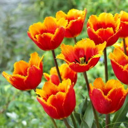 Tulipan Tiano - duża paczka! - 50 szt.