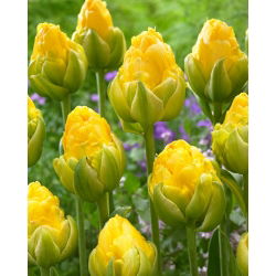 Tulipan Vanilla Coup - 5 szt.