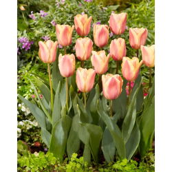Tulipan Apricot Foxx - 5 szt.