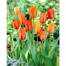 Tulipan El Nino - 5 szt.