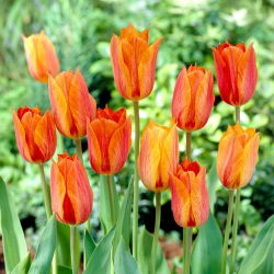 Tulipan El Nino - 5 szt.