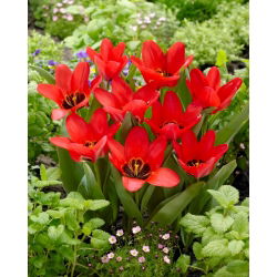 Tulipan Job's Memory - 5 szt.