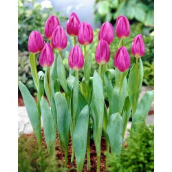 Tulipan Purple Flag - 5 szt.