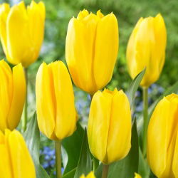 Tulipan Candela - 5 szt.