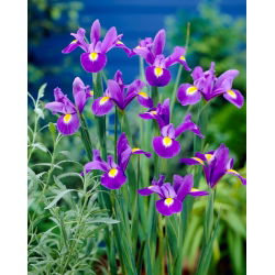 Irys holenderski - Professor Blaauw - 10 szt.
