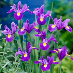 Irys holenderski - Professor Blaauw - 10 szt.