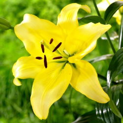 Lilia - Yellow Power